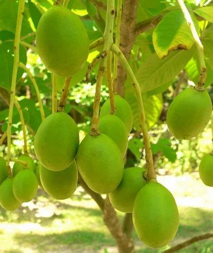 ambalanga fruit|Ambazhanga (Hog Plum) – A popular sour fruit.